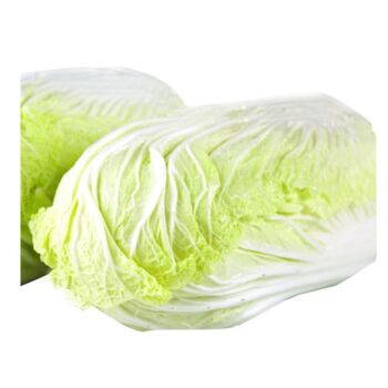 大白菜 一颗